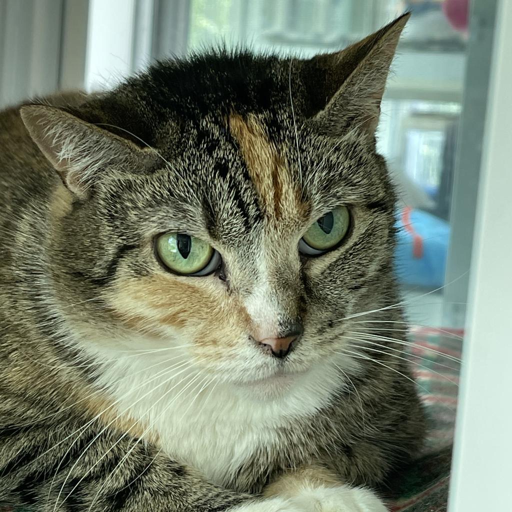 Zenya, an adoptable Domestic Short Hair in Hampton Bays, NY, 11946 | Photo Image 5