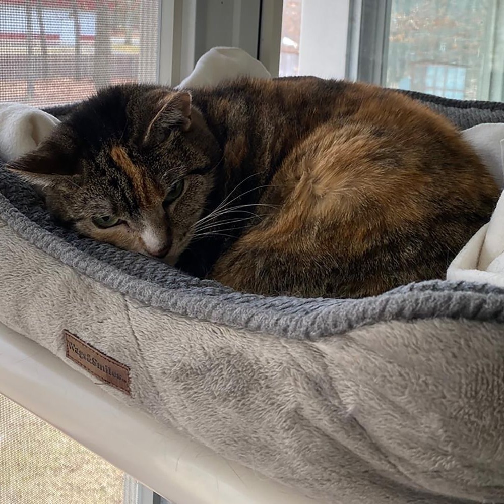 Zenya, an adoptable Domestic Short Hair in Hampton Bays, NY, 11946 | Photo Image 6