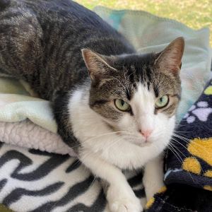 Pinot, Senior Male Domestic Short Hair