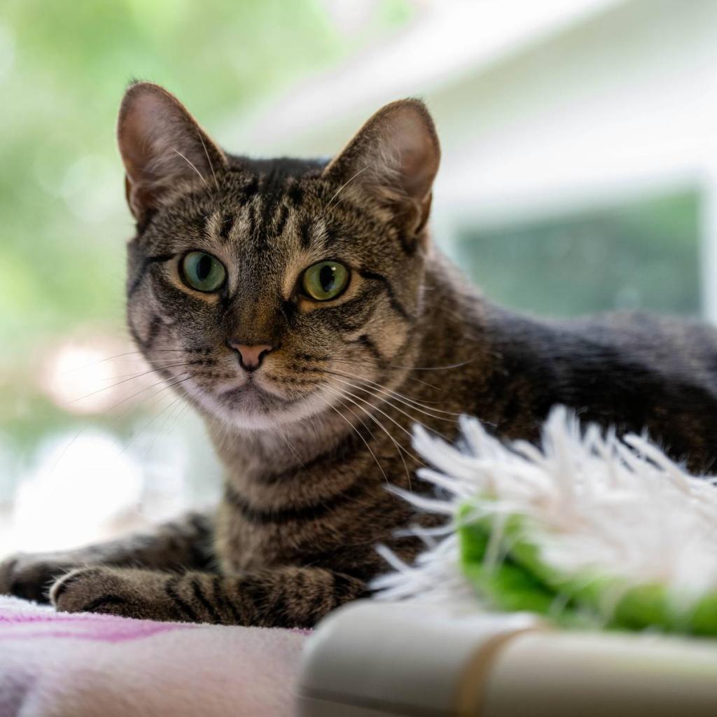 Tiger, an adoptable Domestic Short Hair in Hampton Bays, NY, 11946 | Photo Image 1