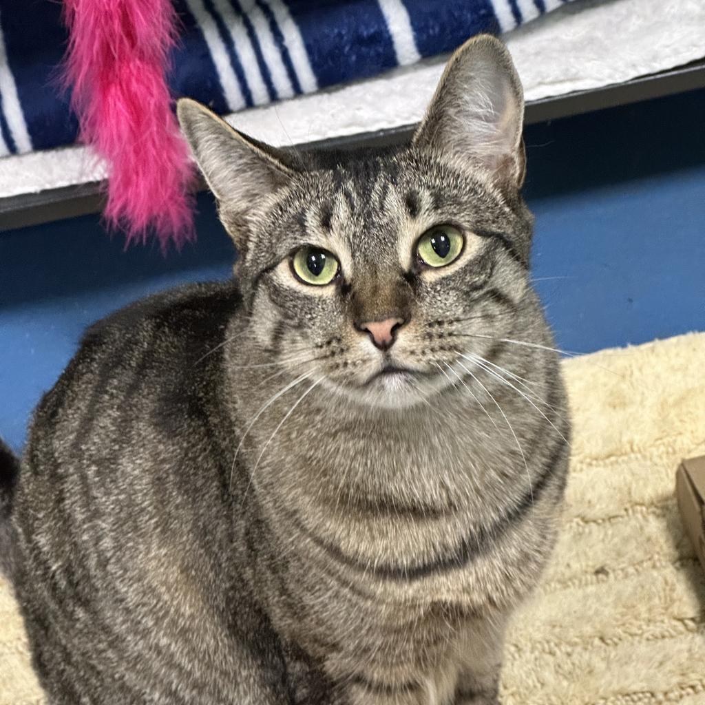 Tiger, an adoptable Domestic Short Hair in Hampton Bays, NY, 11946 | Photo Image 2