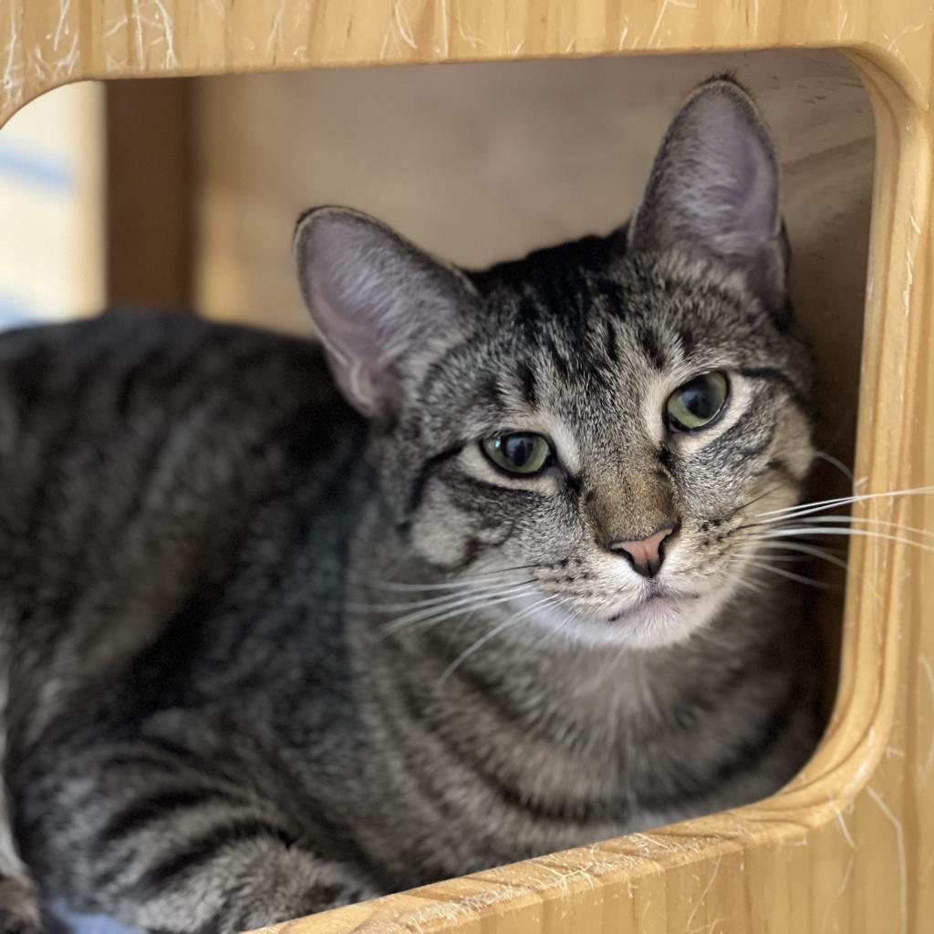 Tiger, an adoptable Domestic Short Hair in Hampton Bays, NY, 11946 | Photo Image 3