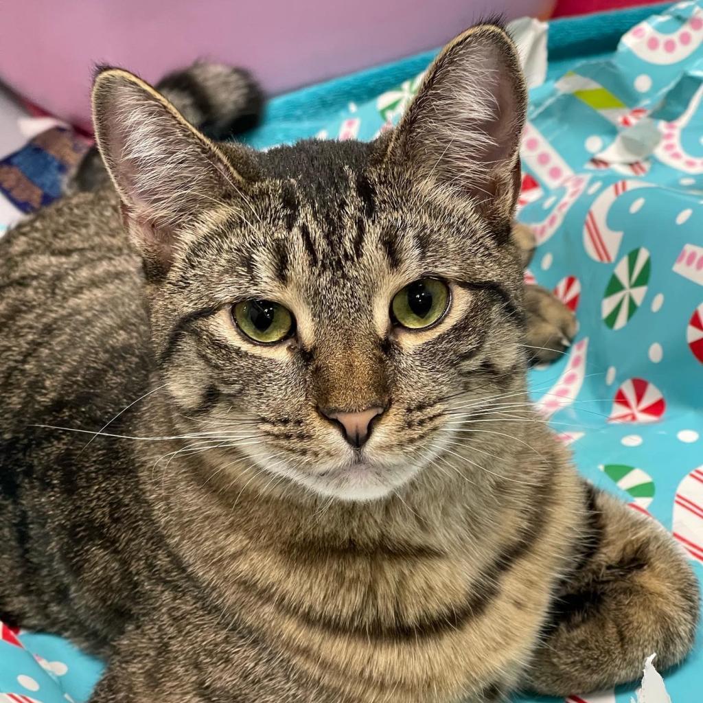 Tiger, an adoptable Domestic Short Hair in Hampton Bays, NY, 11946 | Photo Image 4