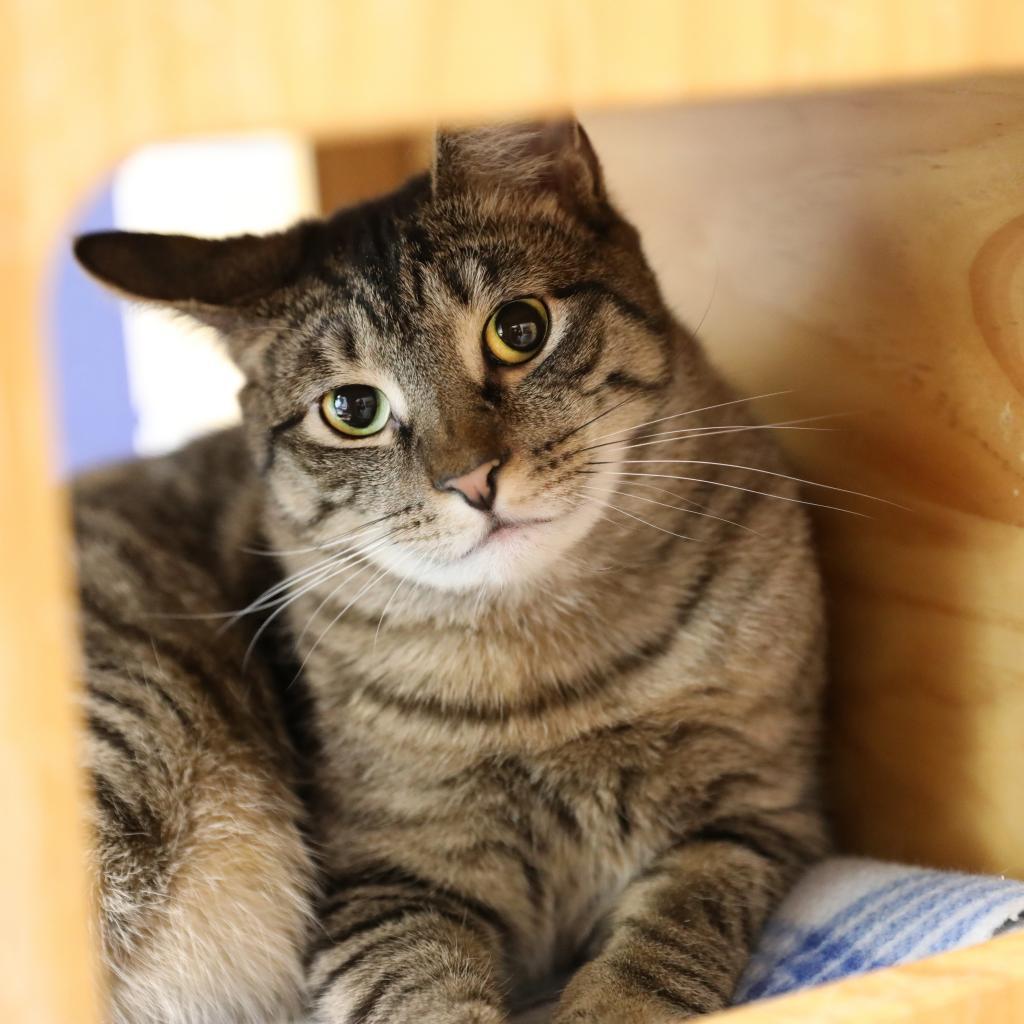 Tiger, an adoptable Domestic Short Hair in Hampton Bays, NY, 11946 | Photo Image 5