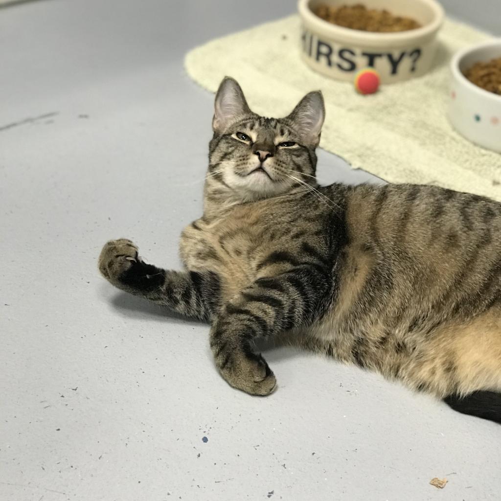 Tiger, an adoptable Domestic Short Hair in Hampton Bays, NY, 11946 | Photo Image 6