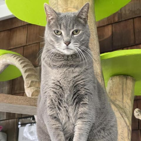 Shakira, an adoptable Domestic Short Hair in Hampton Bays, NY, 11946 | Photo Image 1