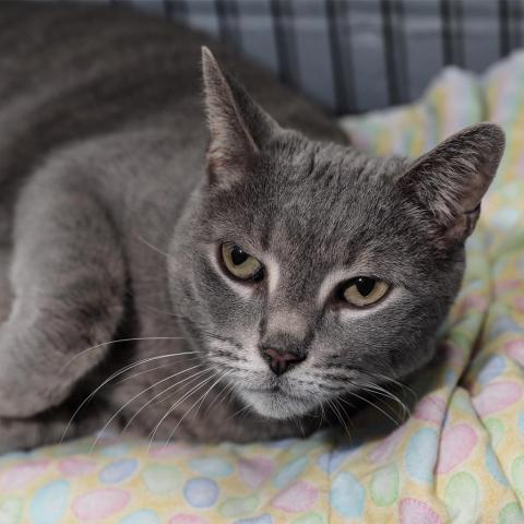 Shakira, an adoptable Domestic Short Hair in Hampton Bays, NY, 11946 | Photo Image 2