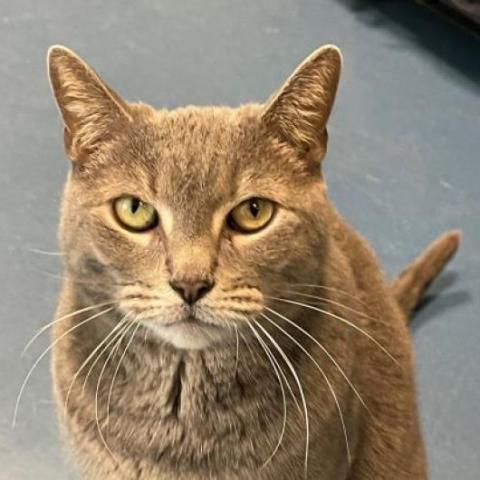 Shakira, an adoptable Domestic Short Hair in Hampton Bays, NY, 11946 | Photo Image 3