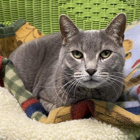 Shakira, an adoptable Domestic Short Hair in Hampton Bays, NY, 11946 | Photo Image 4