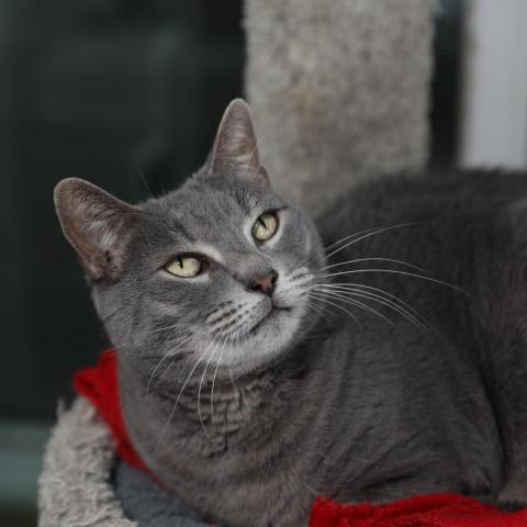 Shakira, an adoptable Domestic Short Hair in Hampton Bays, NY, 11946 | Photo Image 5