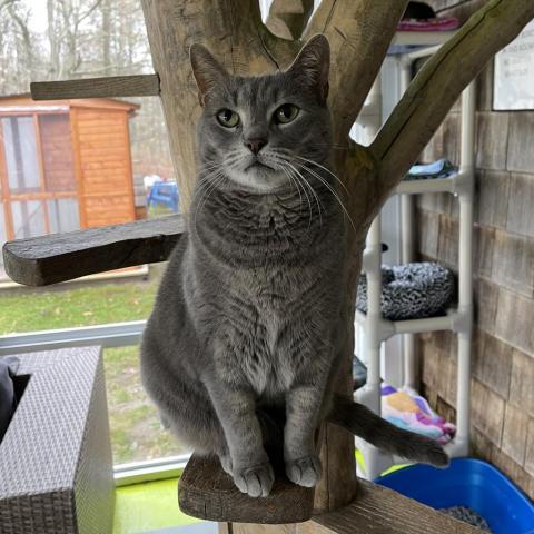 Shakira, an adoptable Domestic Short Hair in Hampton Bays, NY, 11946 | Photo Image 6