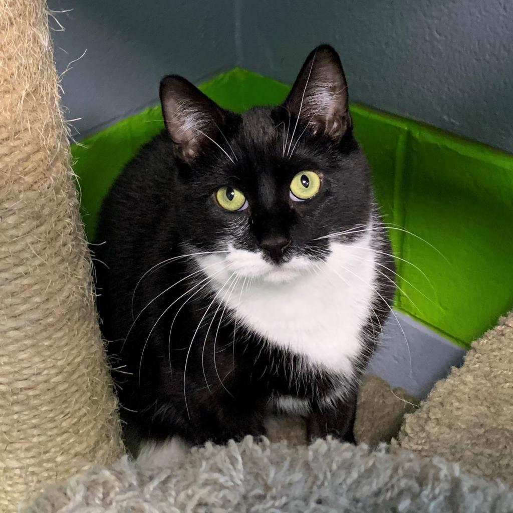 Moose, an adoptable Domestic Short Hair in Hampton Bays, NY, 11946 | Photo Image 1