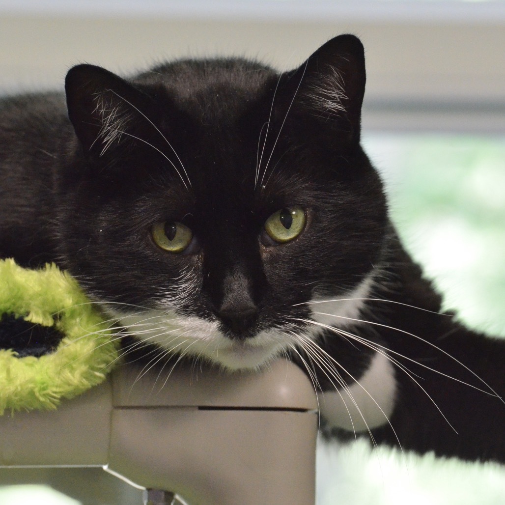 Moose, an adoptable Domestic Short Hair in Hampton Bays, NY, 11946 | Photo Image 1