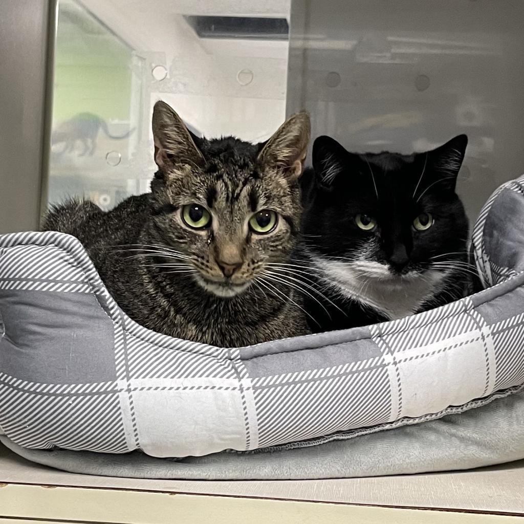 Moose, an adoptable Domestic Short Hair in Hampton Bays, NY, 11946 | Photo Image 3