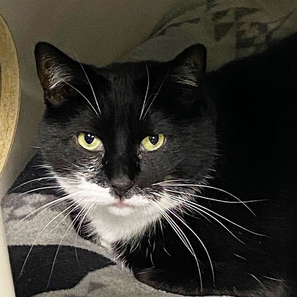 Moose, an adoptable Domestic Short Hair in Hampton Bays, NY, 11946 | Photo Image 4