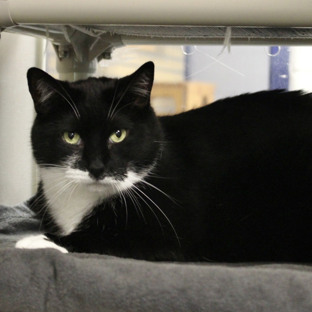 Moose, an adoptable Domestic Short Hair in Hampton Bays, NY, 11946 | Photo Image 5