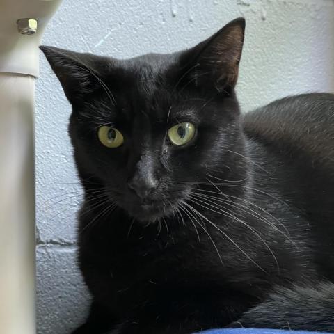 Licorice, an adoptable Domestic Short Hair in Hampton Bays, NY, 11946 | Photo Image 1