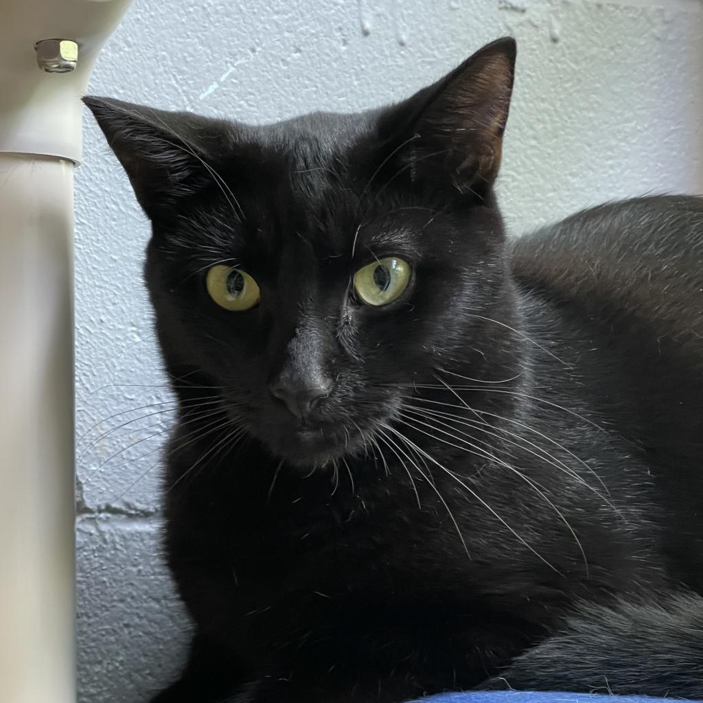 Licorice, an adoptable Domestic Short Hair in Hampton Bays, NY, 11946 | Photo Image 1