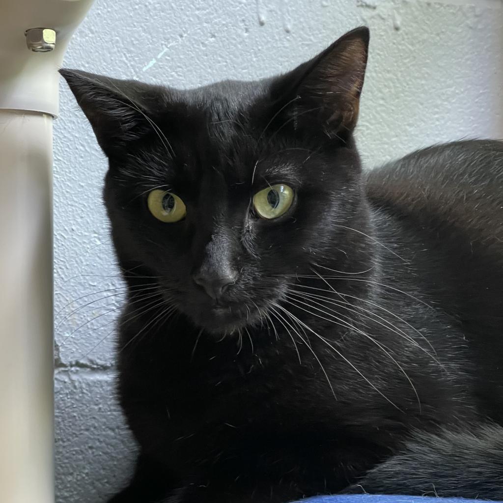 Licorice