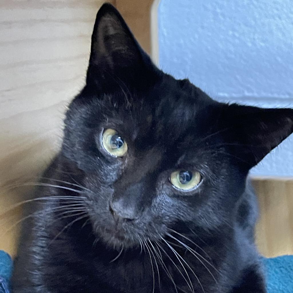 Licorice, an adoptable Domestic Short Hair in Hampton Bays, NY, 11946 | Photo Image 2