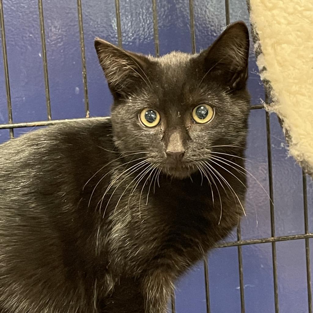 Licorice, an adoptable Domestic Short Hair in Hampton Bays, NY, 11946 | Photo Image 3