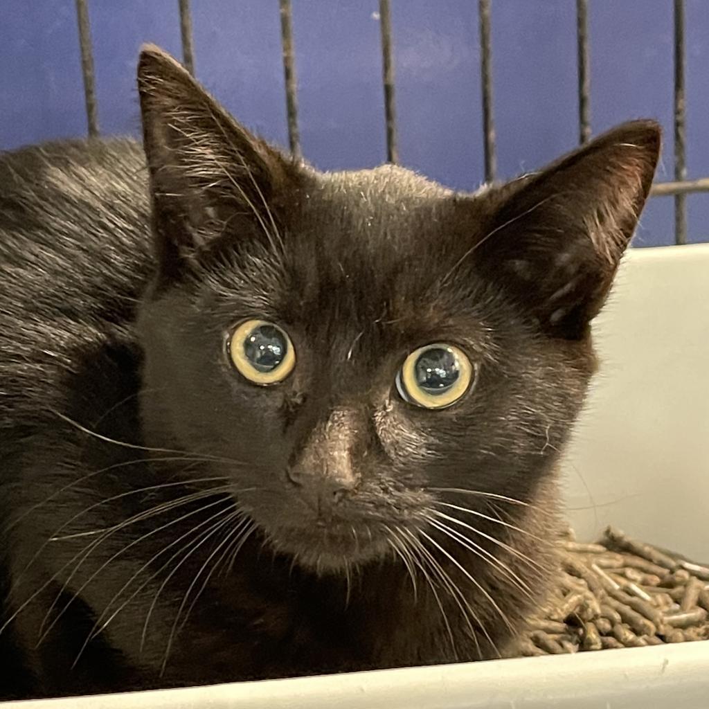 Licorice, an adoptable Domestic Short Hair in Hampton Bays, NY, 11946 | Photo Image 4