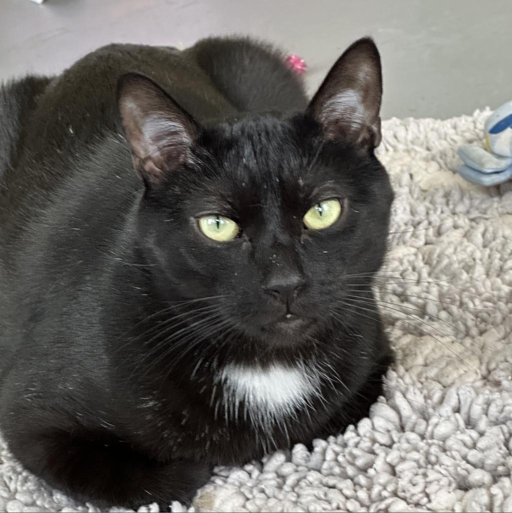 Leo, an adoptable Domestic Short Hair in Hampton Bays, NY, 11946 | Photo Image 1