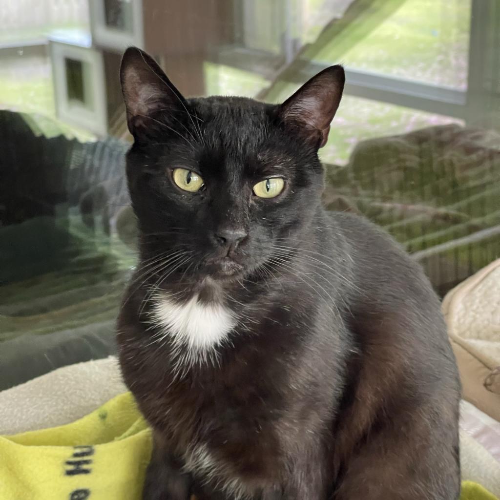 Leo, an adoptable Domestic Short Hair in Hampton Bays, NY, 11946 | Photo Image 2