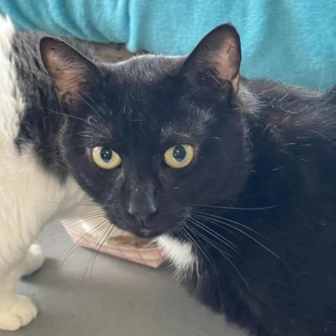 Leo, an adoptable Domestic Short Hair in Hampton Bays, NY, 11946 | Photo Image 3