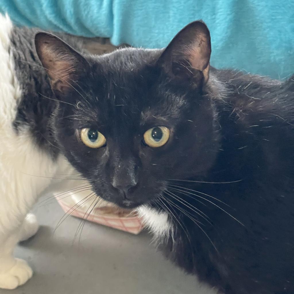 Leo, an adoptable Domestic Short Hair in Hampton Bays, NY, 11946 | Photo Image 3