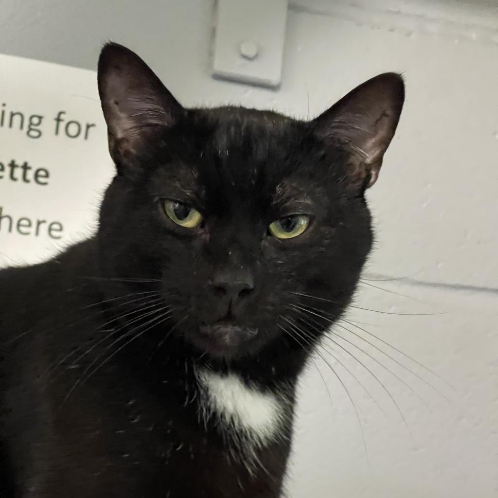 Leo, an adoptable Domestic Short Hair in Hampton Bays, NY, 11946 | Photo Image 4