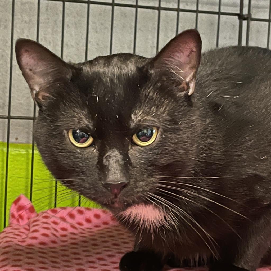 Leo, an adoptable Domestic Short Hair in Hampton Bays, NY, 11946 | Photo Image 5