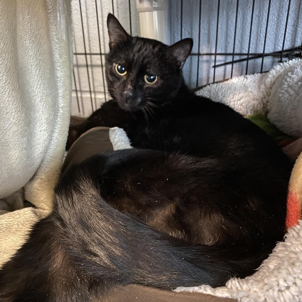 Leo, an adoptable Domestic Short Hair in Hampton Bays, NY, 11946 | Photo Image 6