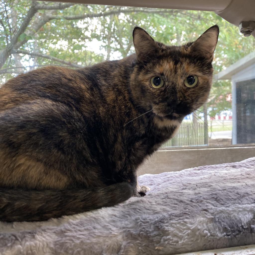 Princess, an adoptable Domestic Short Hair in Hampton Bays, NY, 11946 | Photo Image 3