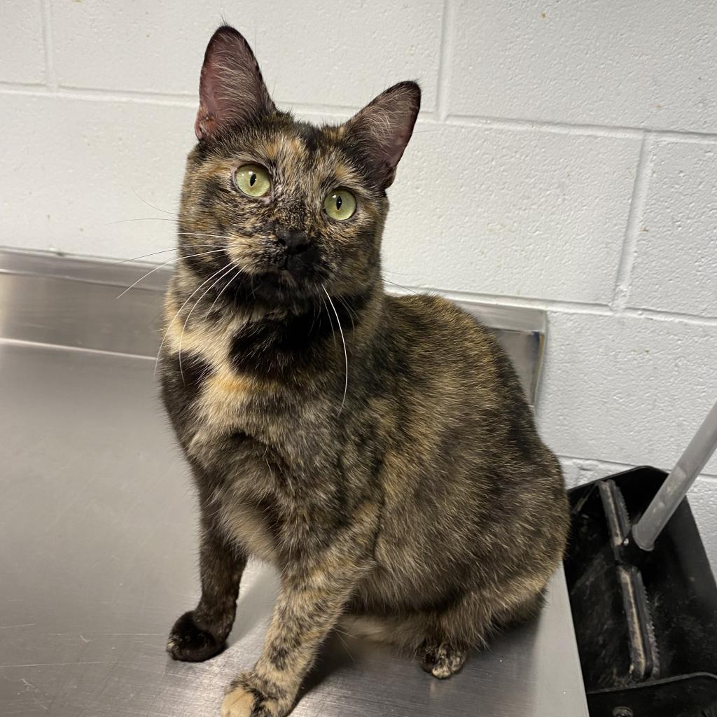 Princess, an adoptable Domestic Short Hair in Hampton Bays, NY, 11946 | Photo Image 5