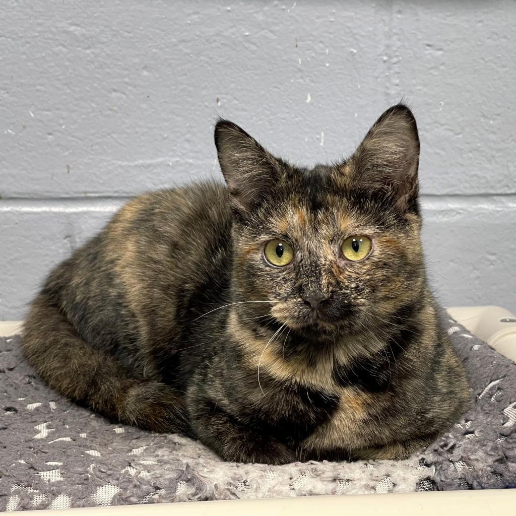 Princess, an adoptable Domestic Short Hair in Hampton Bays, NY, 11946 | Photo Image 6