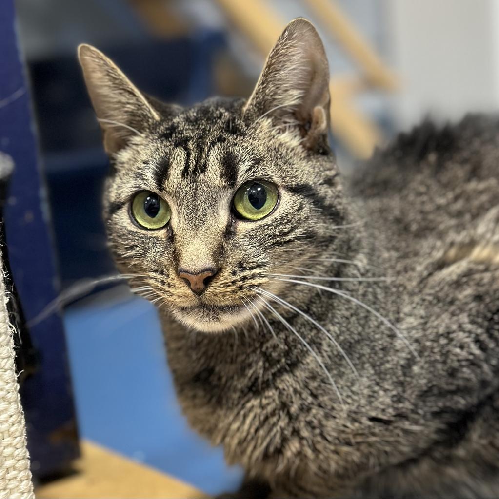 Margaret, an adoptable Domestic Short Hair in Hampton Bays, NY, 11946 | Photo Image 1