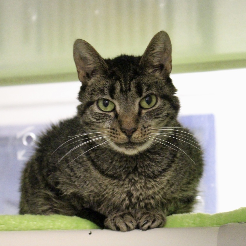 Margaret, an adoptable Domestic Short Hair in Hampton Bays, NY, 11946 | Photo Image 1