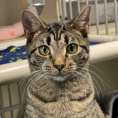 Margaret, an adoptable Domestic Short Hair in Hampton Bays, NY, 11946 | Photo Image 2