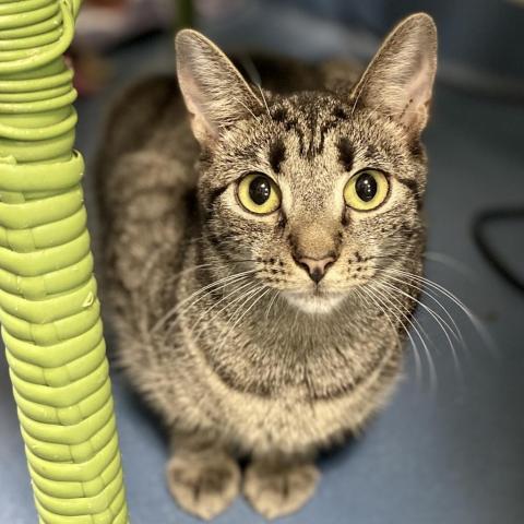 Margaret, an adoptable Domestic Short Hair in Hampton Bays, NY, 11946 | Photo Image 3