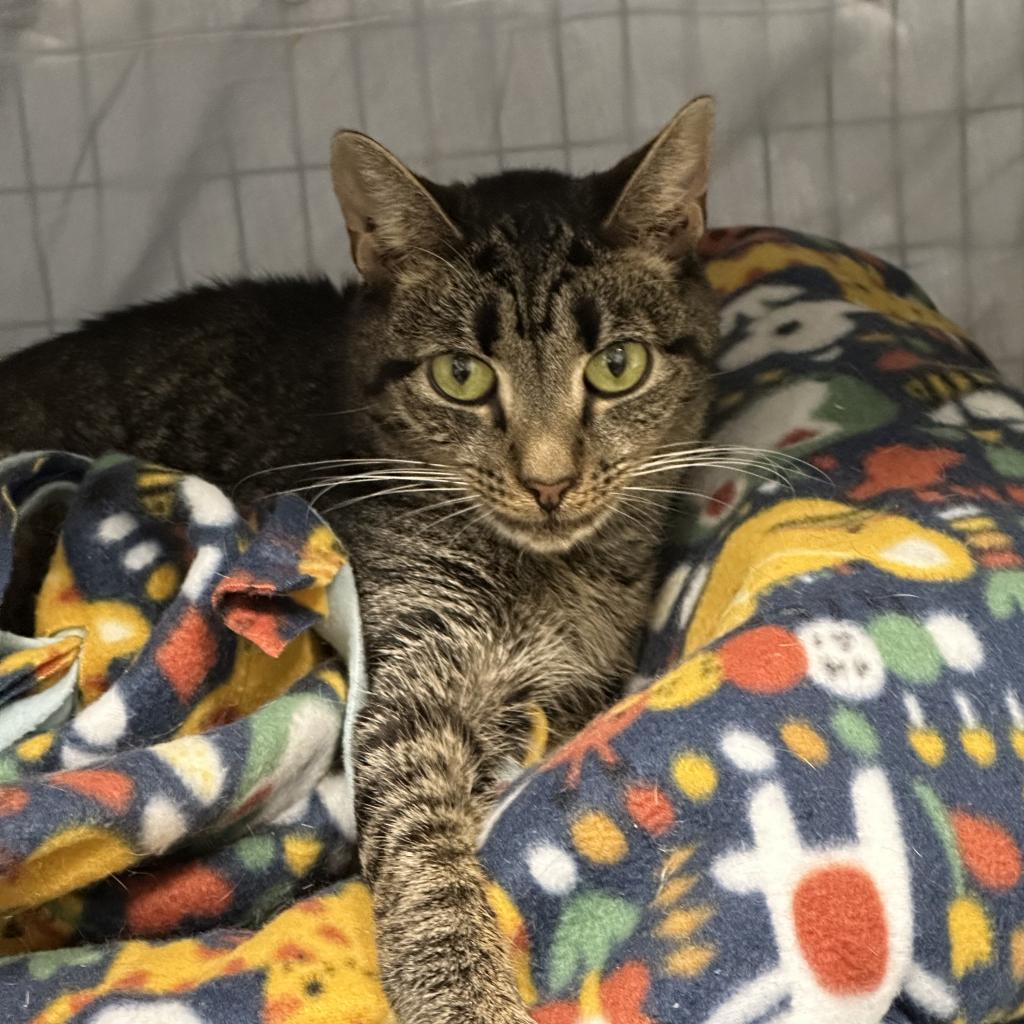 Margaret, an adoptable Domestic Short Hair in Hampton Bays, NY, 11946 | Photo Image 3