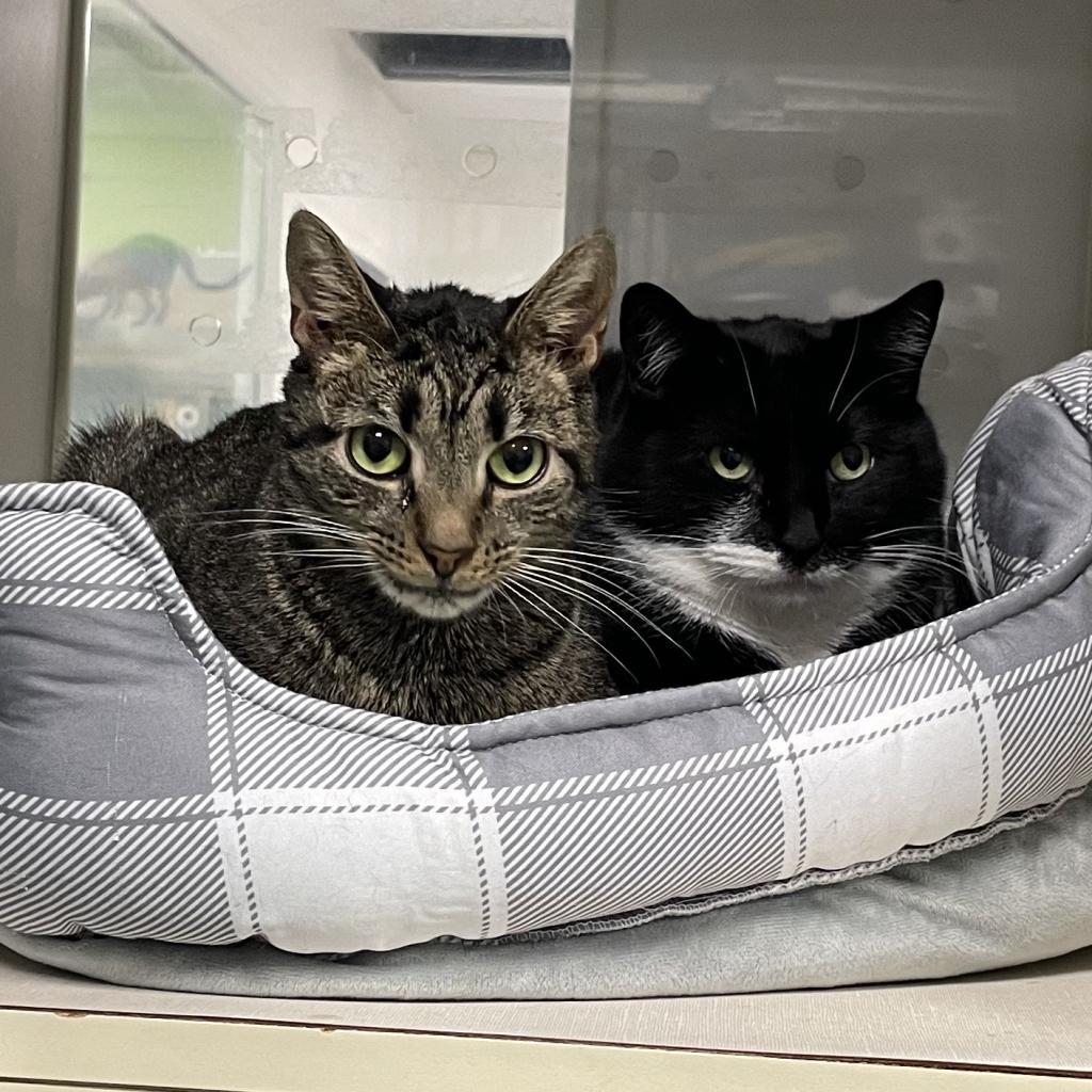 Margaret, an adoptable Domestic Short Hair in Hampton Bays, NY, 11946 | Photo Image 3