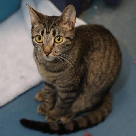 Margaret, an adoptable Domestic Short Hair in Hampton Bays, NY, 11946 | Photo Image 4