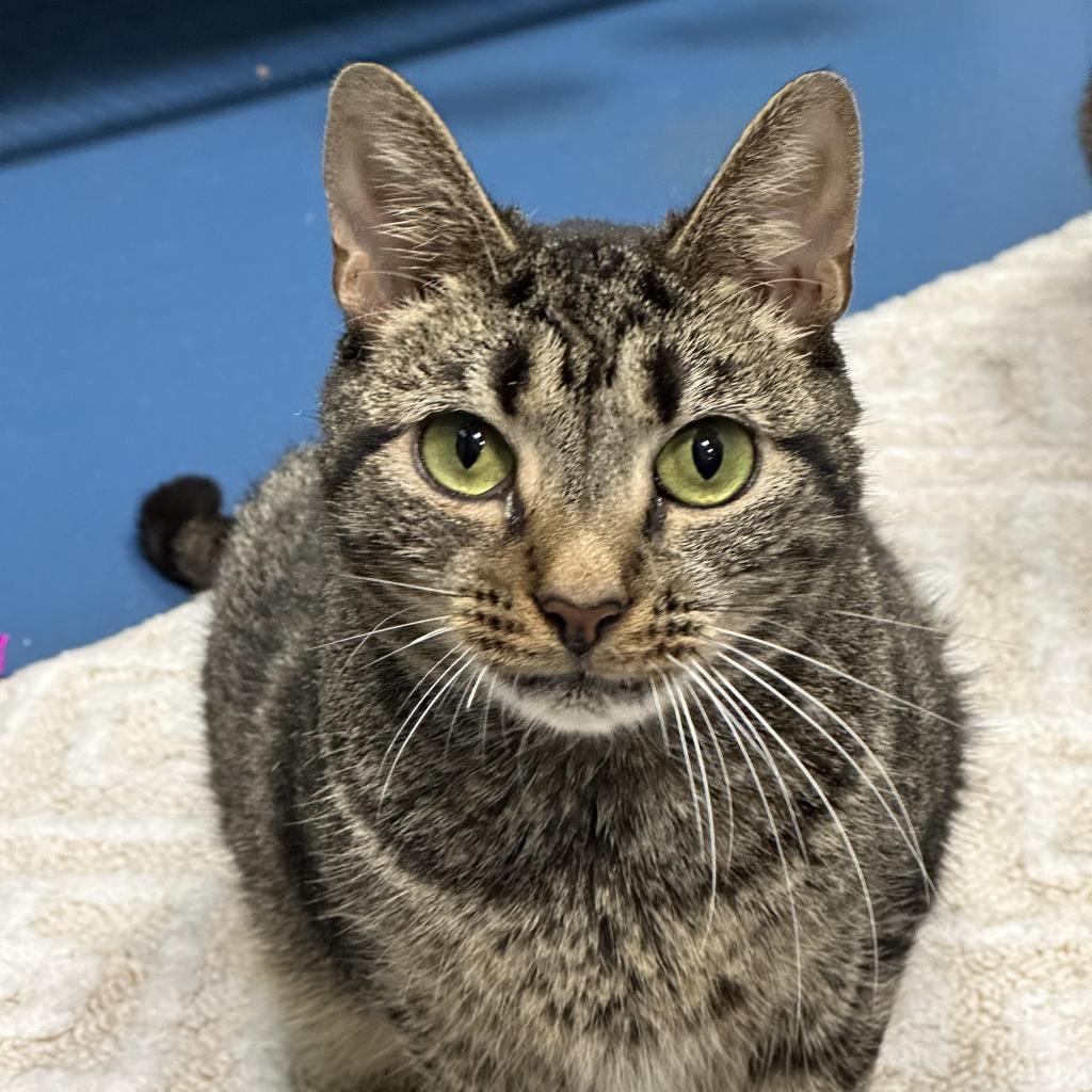 Margaret, an adoptable Domestic Short Hair in Hampton Bays, NY, 11946 | Photo Image 4