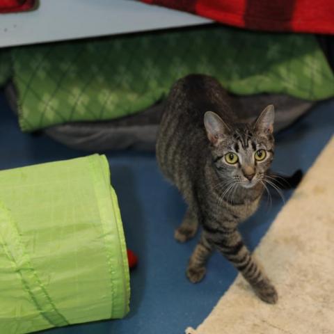 Margaret, an adoptable Domestic Short Hair in Hampton Bays, NY, 11946 | Photo Image 5