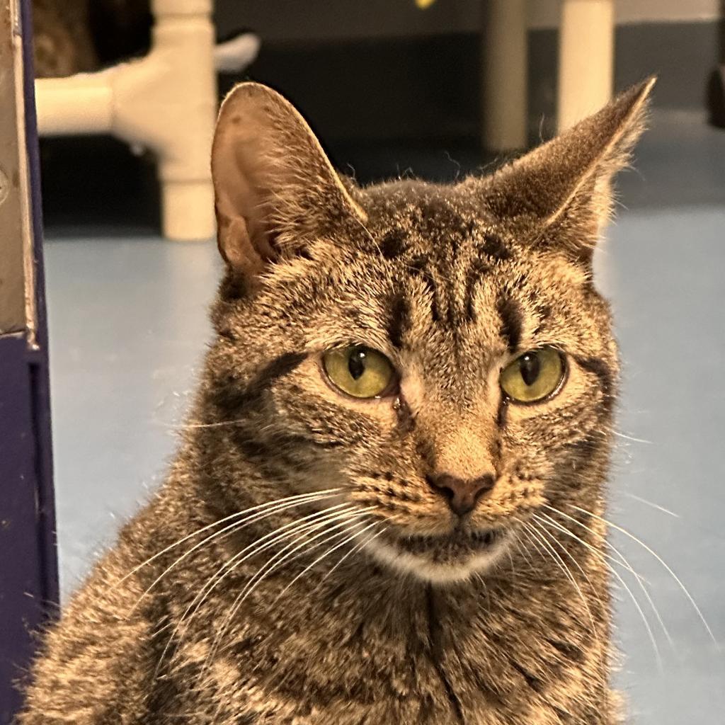 Margaret, an adoptable Domestic Short Hair in Hampton Bays, NY, 11946 | Photo Image 5