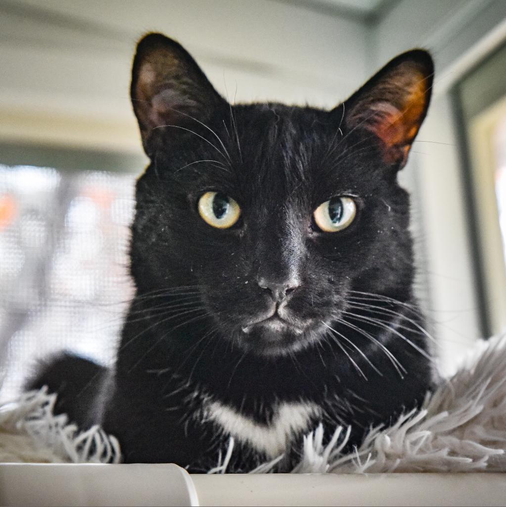 Harry, an adoptable Domestic Short Hair in Hampton Bays, NY, 11946 | Photo Image 1