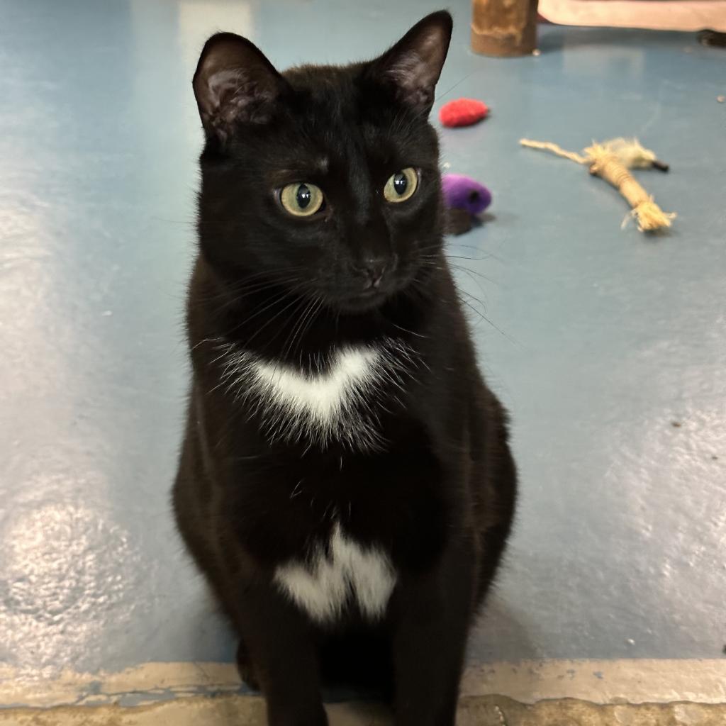 Harry, an adoptable Domestic Short Hair in Hampton Bays, NY, 11946 | Photo Image 2