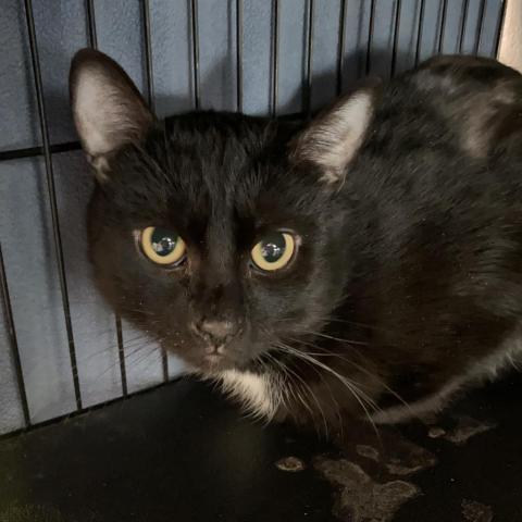 Harry, an adoptable Domestic Short Hair in Hampton Bays, NY, 11946 | Photo Image 3