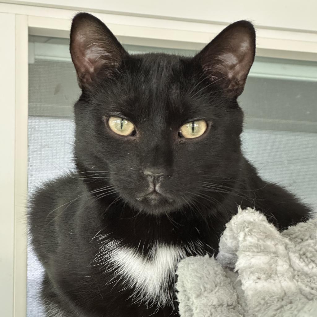 Harry, an adoptable Domestic Short Hair in Hampton Bays, NY, 11946 | Photo Image 3